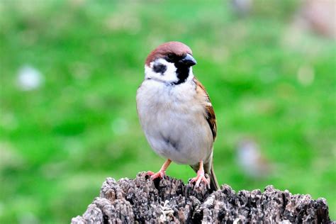 麻雀 窩|【麻雀祕密】麻雀真的變少了？「害鳥」其實是誤會？。